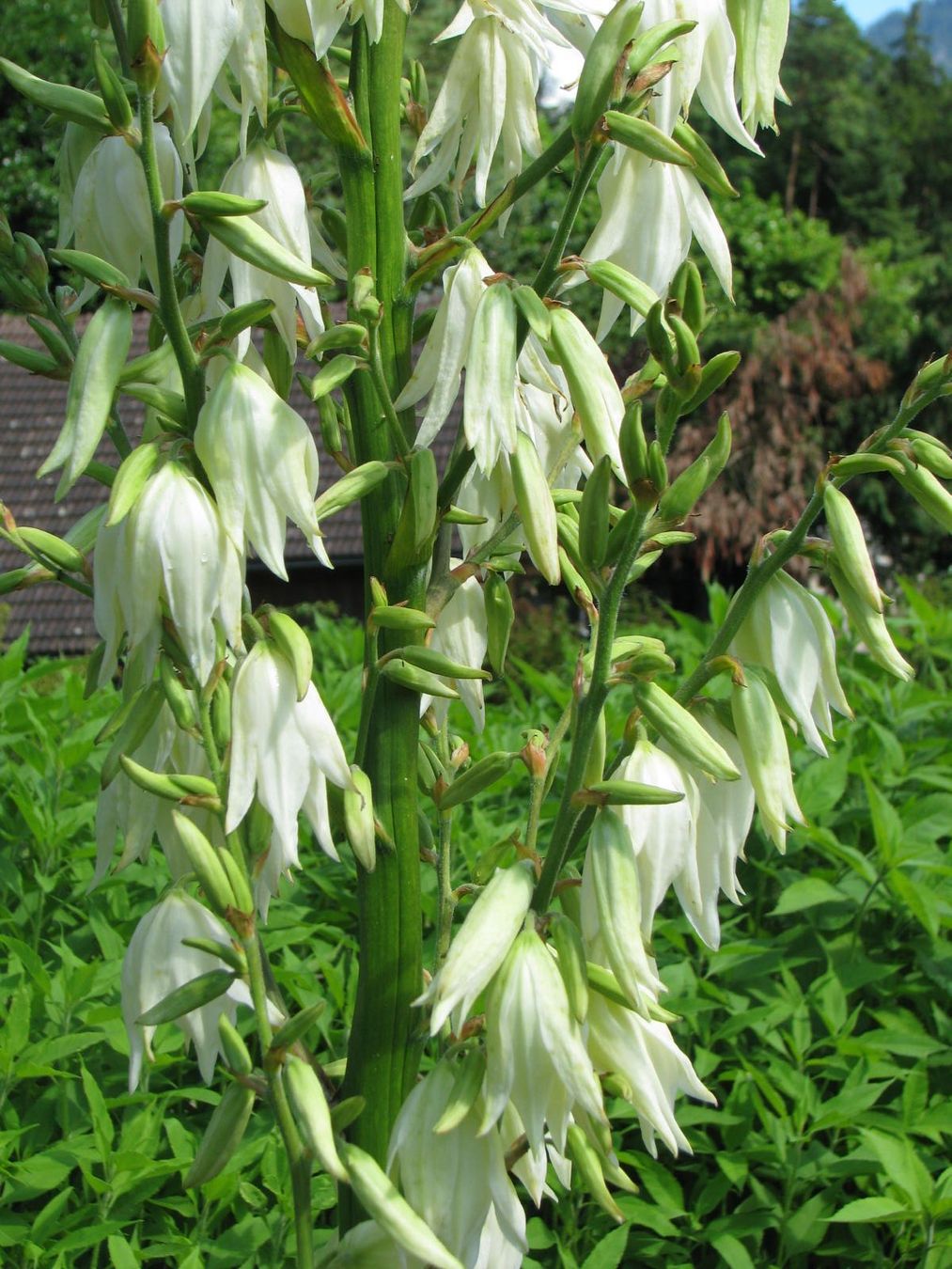 Pflanzen & Samen: Yucca - Jungpflanze – Gebraucht aus Krattigen von markus63 3