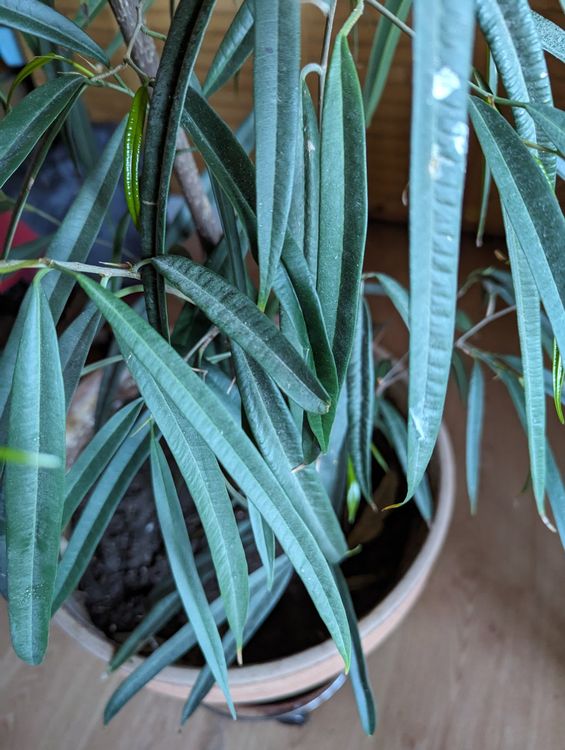 Ficus binnendijkii 'Alii', Schmalblttrige Birkenfeige (Gebraucht) in  Goldingen fr CHF 35  nur Abholung auf Ricardo kaufen