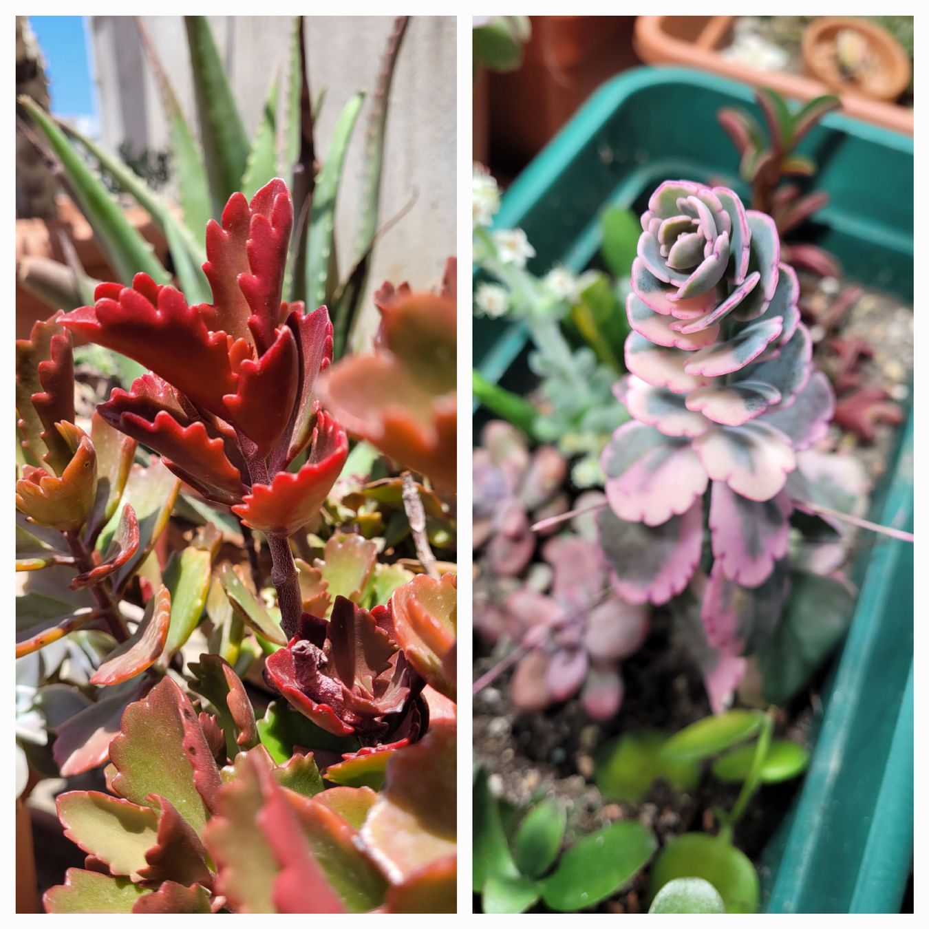 Piante & sementi: Kalanchoe Stecklinge – Nuovo (secondo la descrizione) da Zürich venduto da The_Plant_Wizard 3