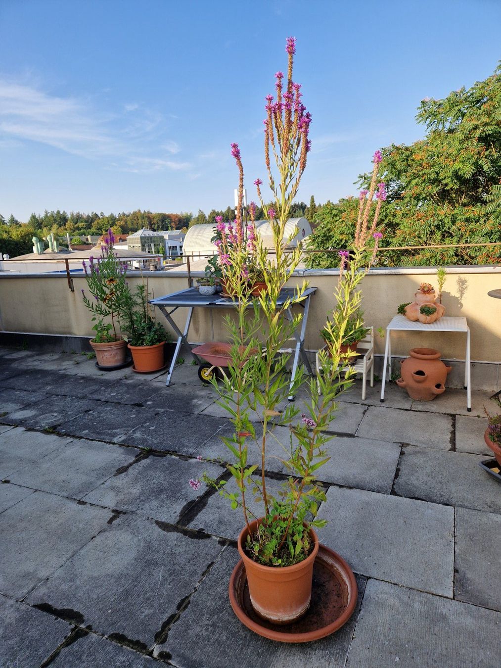 Piante & sementi: Balkon-/Gartenpflanze: Blutweiderich – Usato da Münchenbuchsee venduto da Aare22 1
