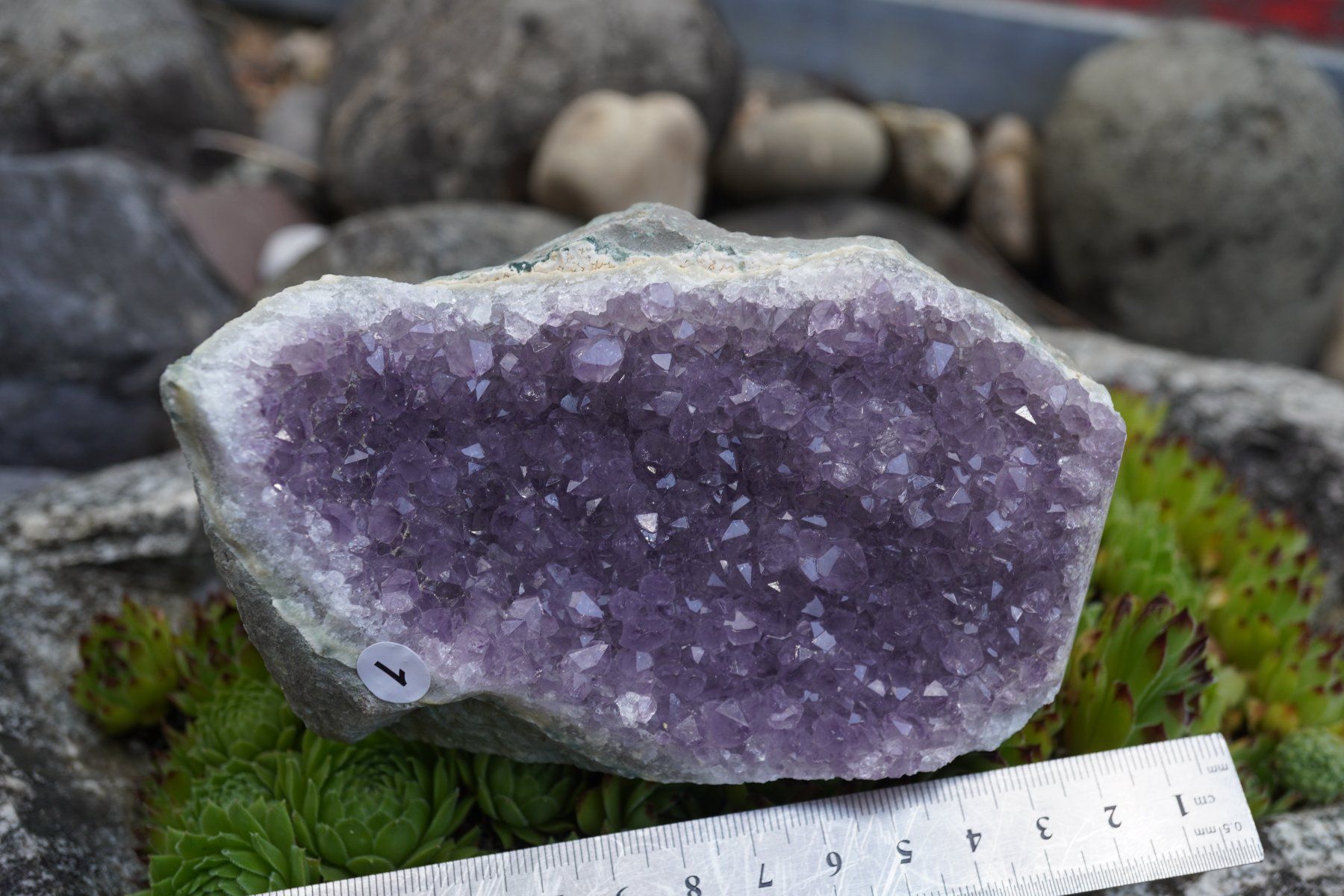 Minerali & Pietre curative: Amethyst Drusen Stück  ca 13cmx 8cm    no1 – Nuovo e nell'imballaggio originale da Eschenbach SG venduto da topstone 7