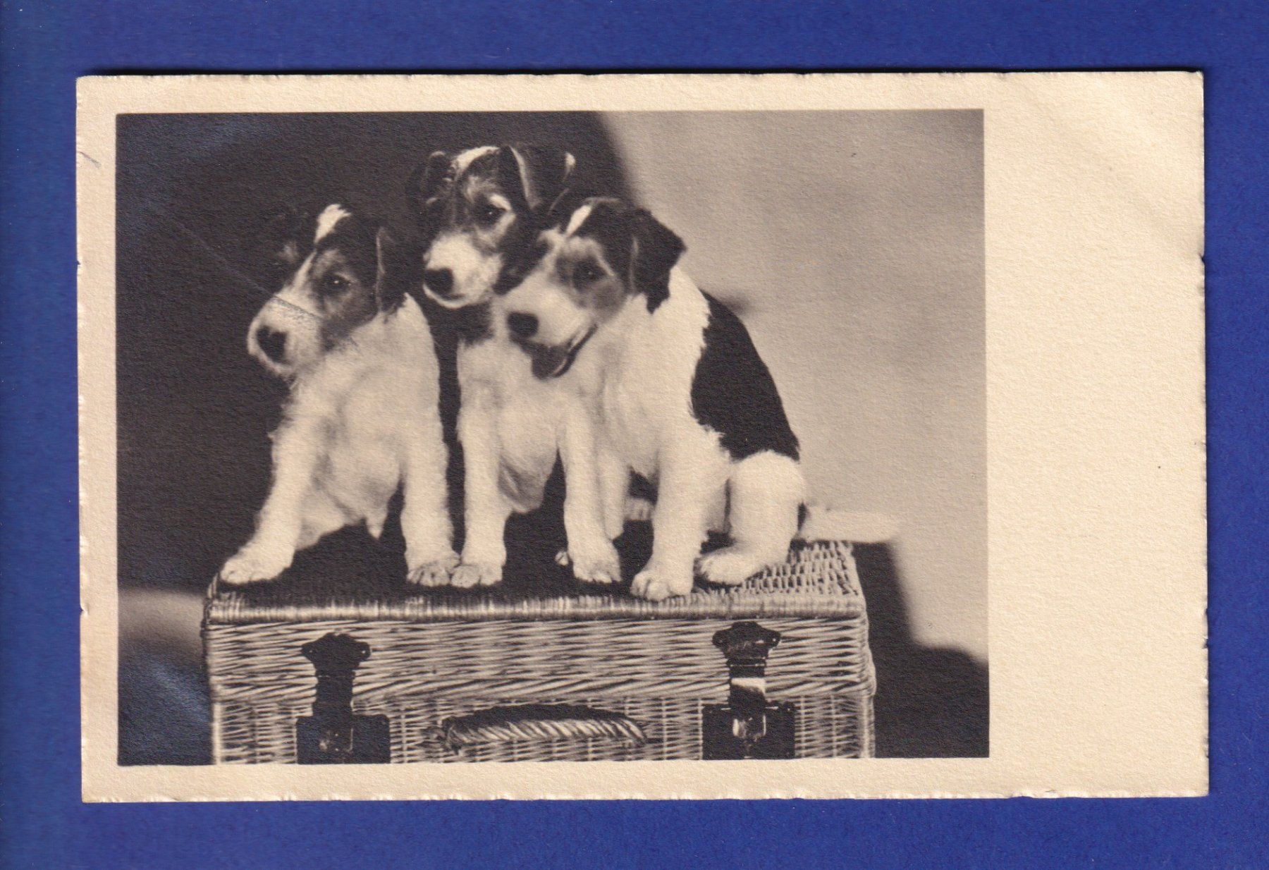 Cartes postales: CHIEN / HUND – D'occasion à Pully par nicecards-shop