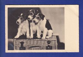 CHIEN / HUND