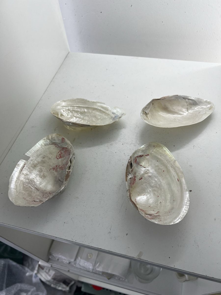 Fossili: 4 riesige Muscheln Perlmut – Usato da Wettingen venduto da NickInc 1