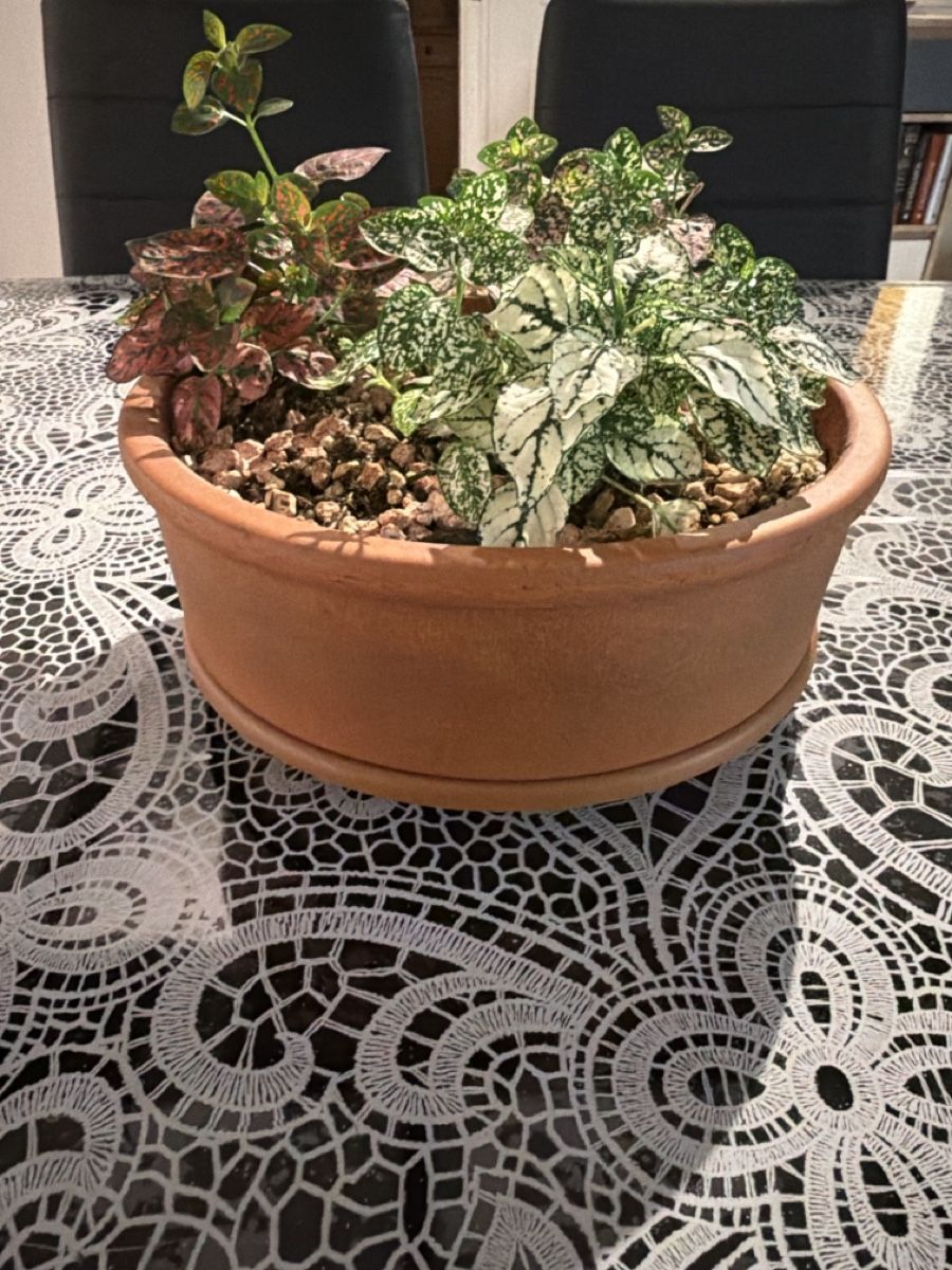 Piante & sementi: Tischplatte von Fittonia – Nuovo (secondo la descrizione) da Biembach venduto da flo_lt9t 2