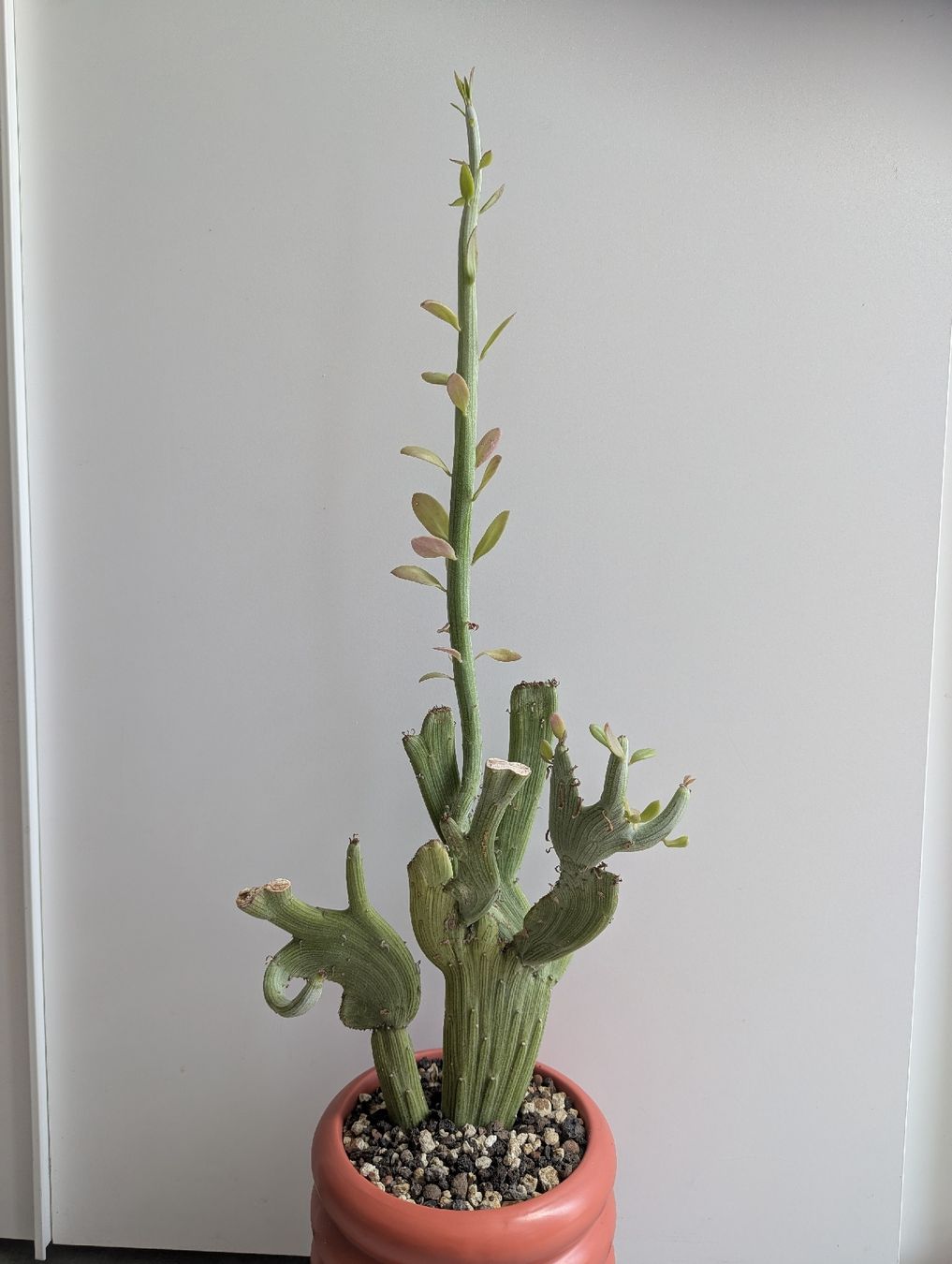 Piante & sementi: Senecio anteuphorbium f. crestata – Usato da Comano venduto da che_8lc2 1