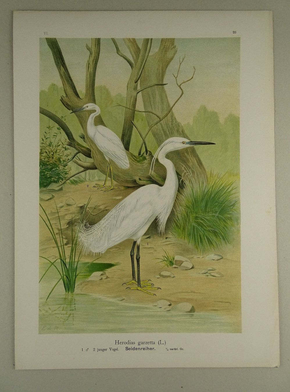 Grafica & Litografie: SEIDENREIHER, CHROMOLITHOGRAPHIE UM 1900 – Usato da Grüningen venduto da Kartensammler 1