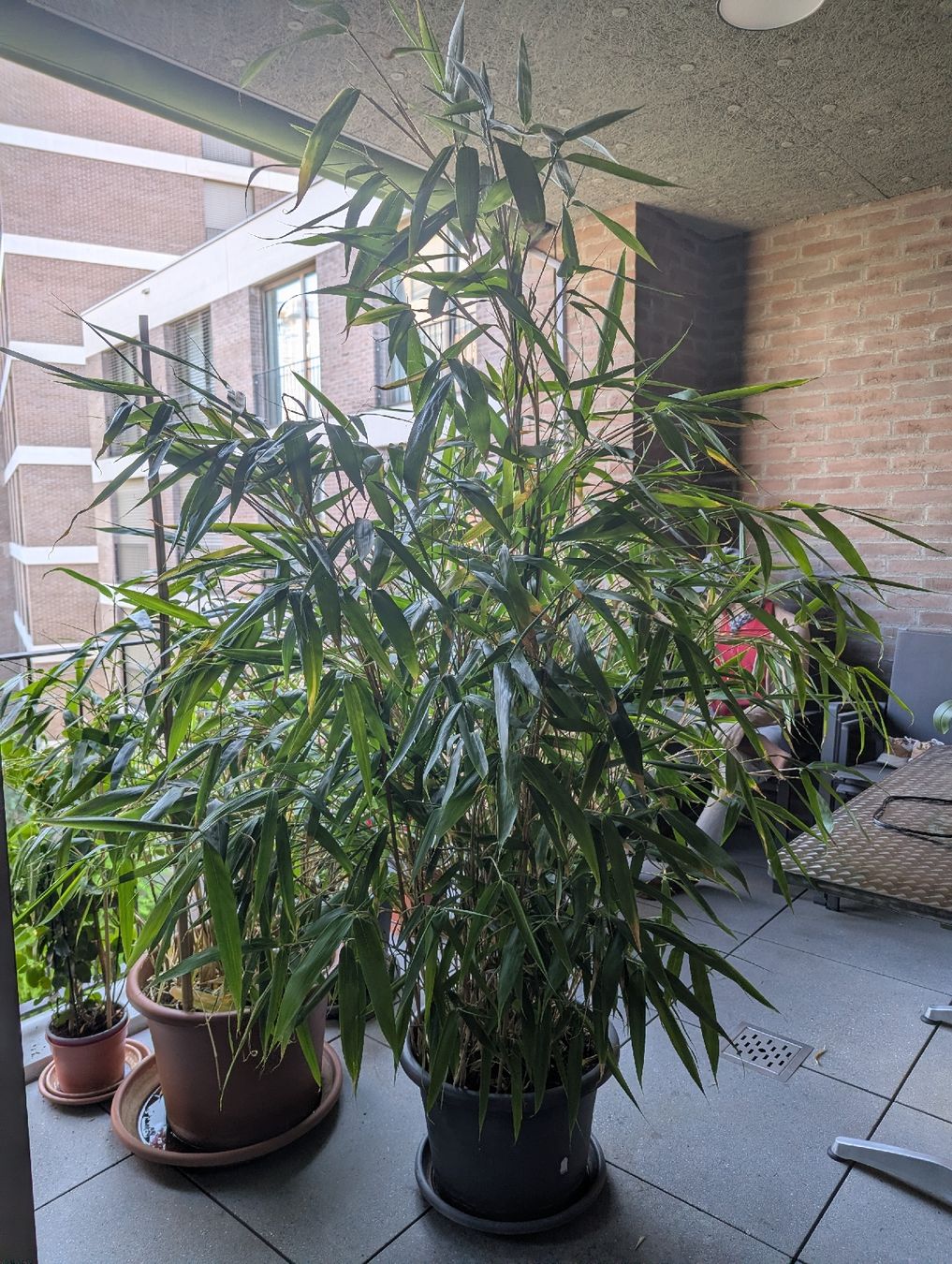 Piante & sementi: Japanischer Bamboo , winterhart  – Usato da Kloten venduto da bentre