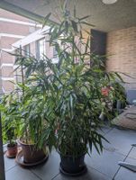 Japanischer Bamboo , winterhart 