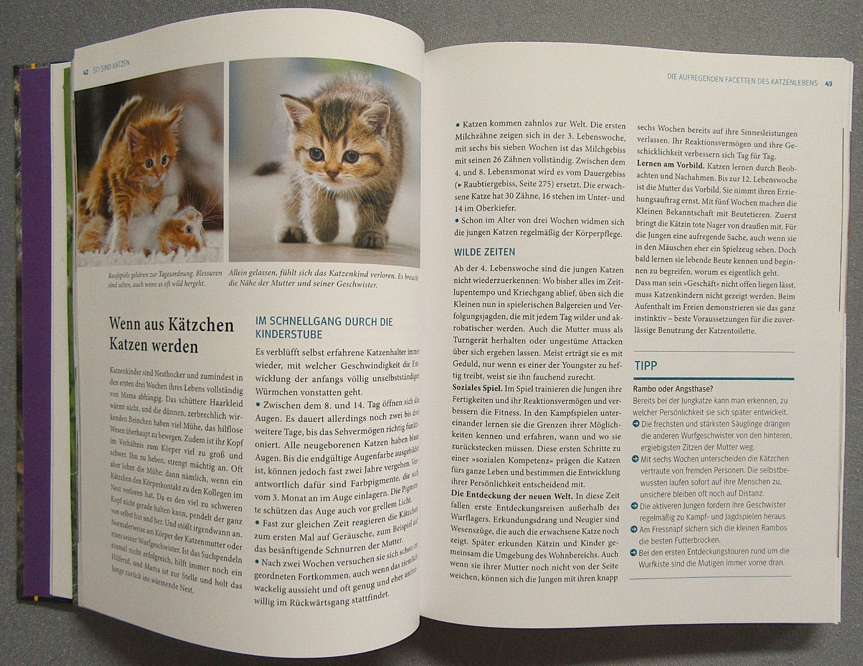 Bücher: Katzen - Das grosse Praxishandbuch - GU – Gebraucht aus Auenstein von Padabimbim 4