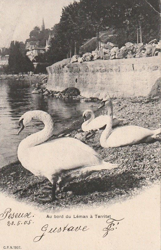 Cartoline postali: Au bord du Léman à Territet – Usato da Aarburg venduto da Aare10