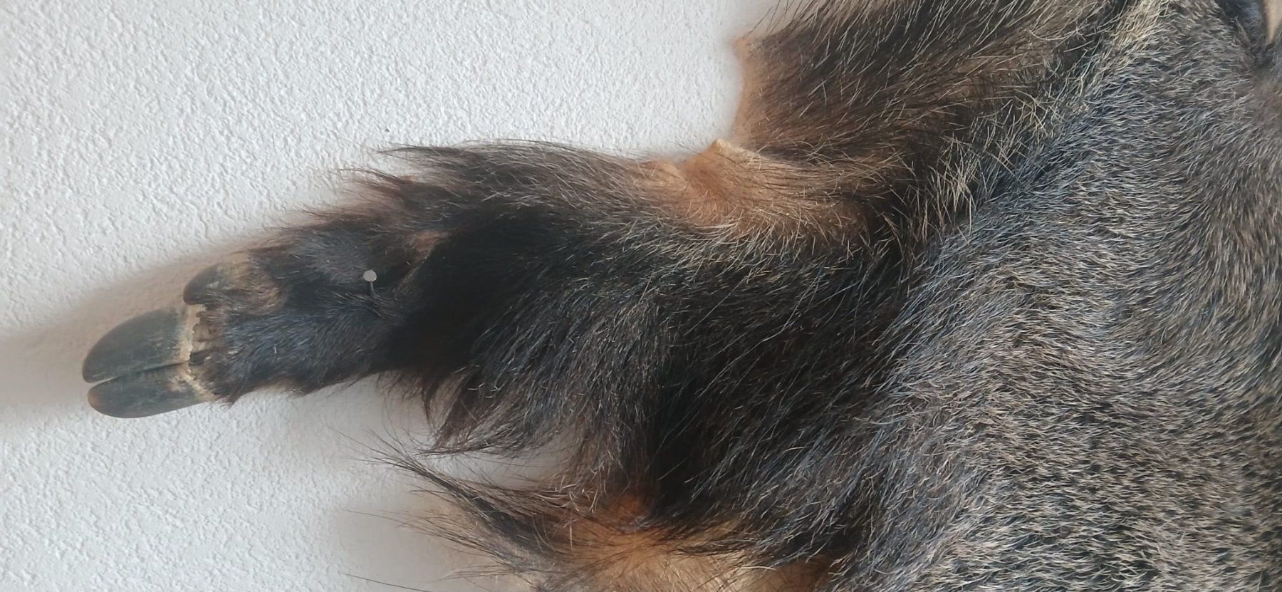 Tutte le decorazioni: Wildschweinfell – Usato da Humlikon venduto da kes_k6dl 2
