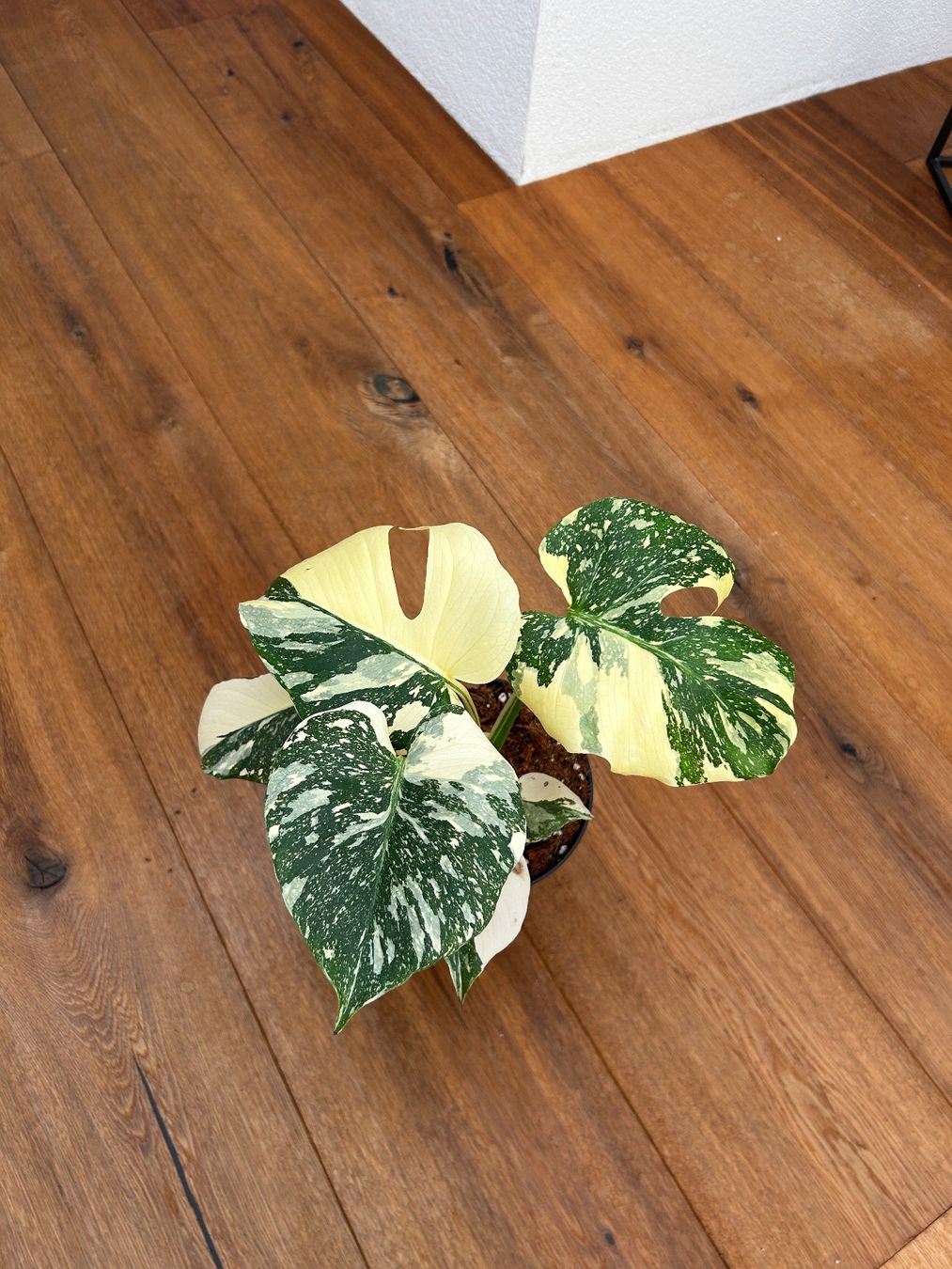 Piante & sementi: Monstera Thai Constellation💚 – Usato da Wattwil venduto da Mikesplantshop 2