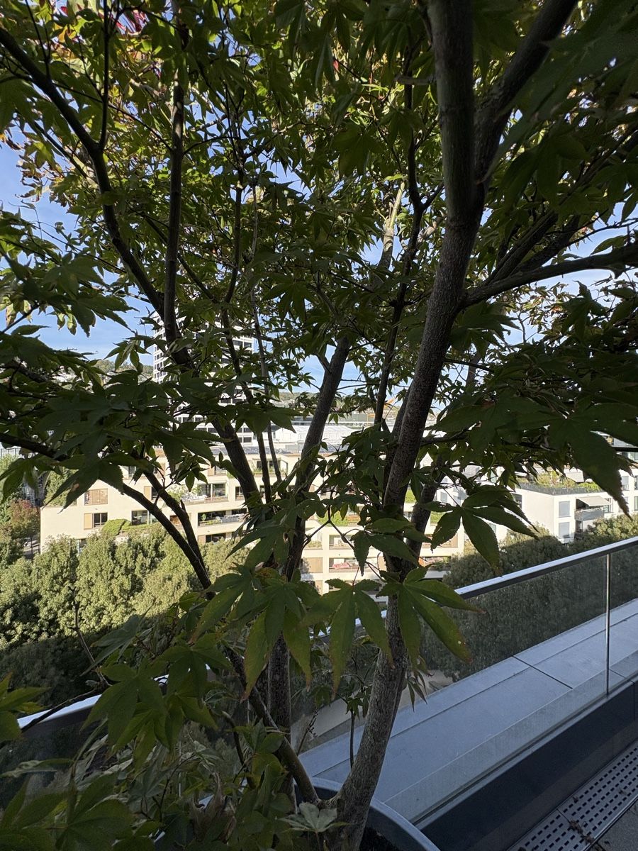 Pflanzen & Samen: Grosser Fächerahorn mit Topf  – Gebraucht aus Zürich von seb_8rsb 4