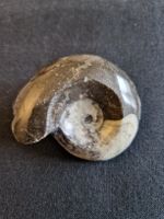 Fossil Ammonite poliert