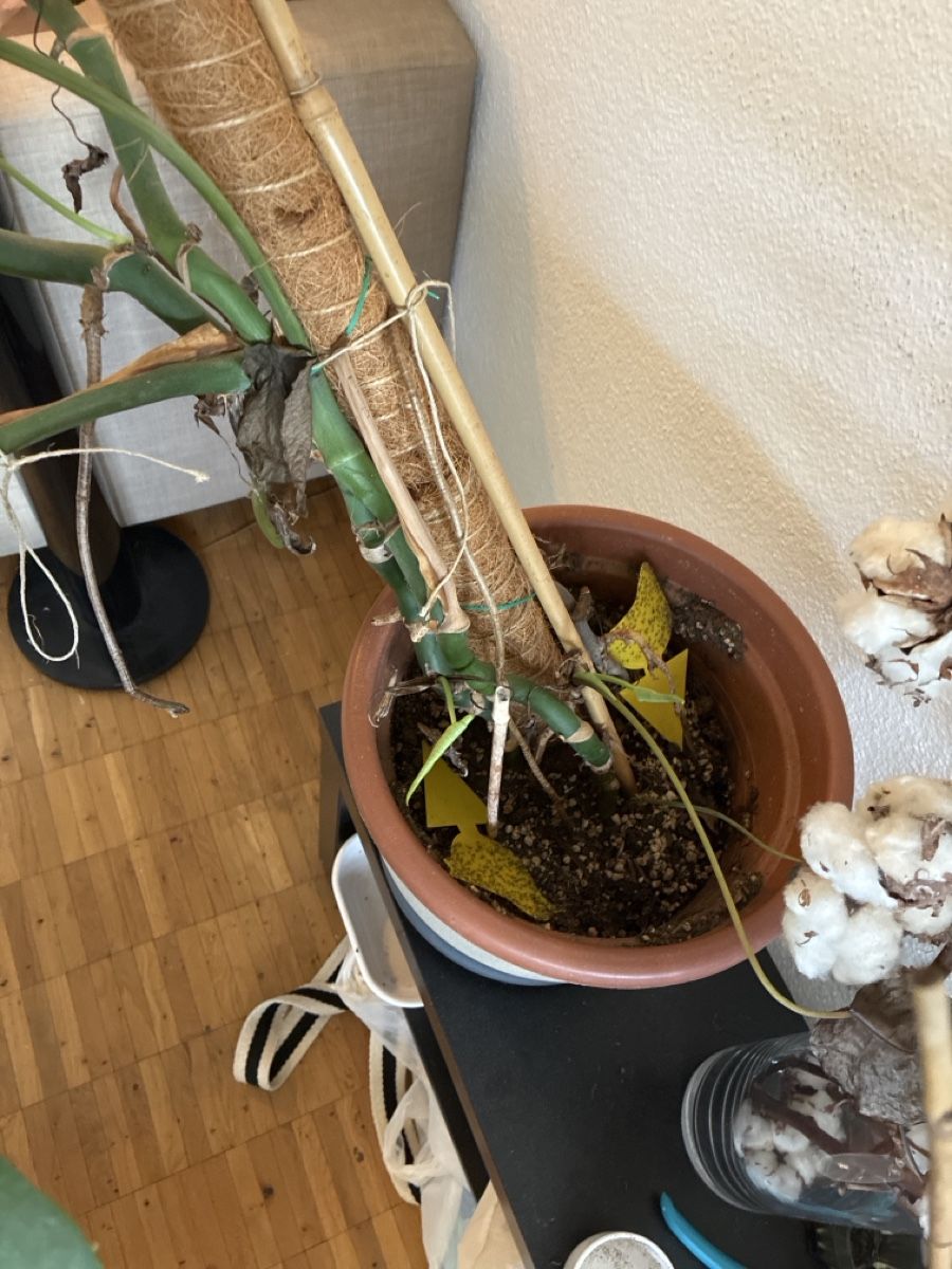 Plantes & graines: Grosse Monstera – D'occasion à Horn par nat_97wq 2
