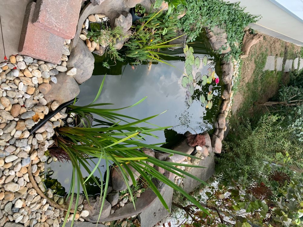 Garten Teich mit Fischen, Teichpumpe und Zubehör Kaufen auf Ricardo