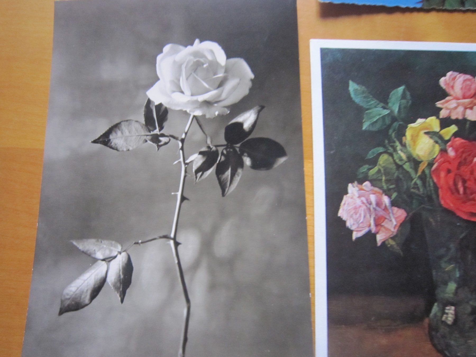 Cartoline postali: No1 schöne Postkarten Thema Rosen – Usato da Gordola venduto da Polentaefung 3