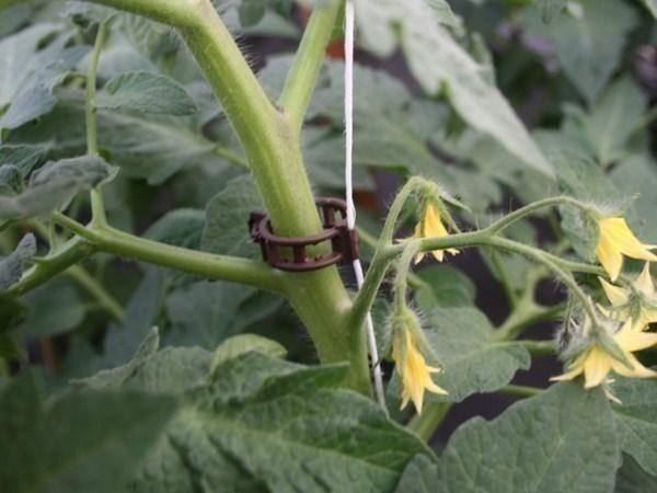 Piante & sementi: Tomaten, Gurken, Aubergine Clips – Nuovo (secondo la descrizione) da Herisau venduto da Swissjuice 2