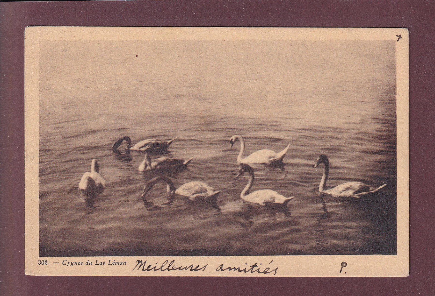 Ansichtskarten: LAC LEMAN - Cygnes - 1906 – Gebraucht aus Pully von nicecards