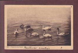 LAC LEMAN - Cygnes - 1906
