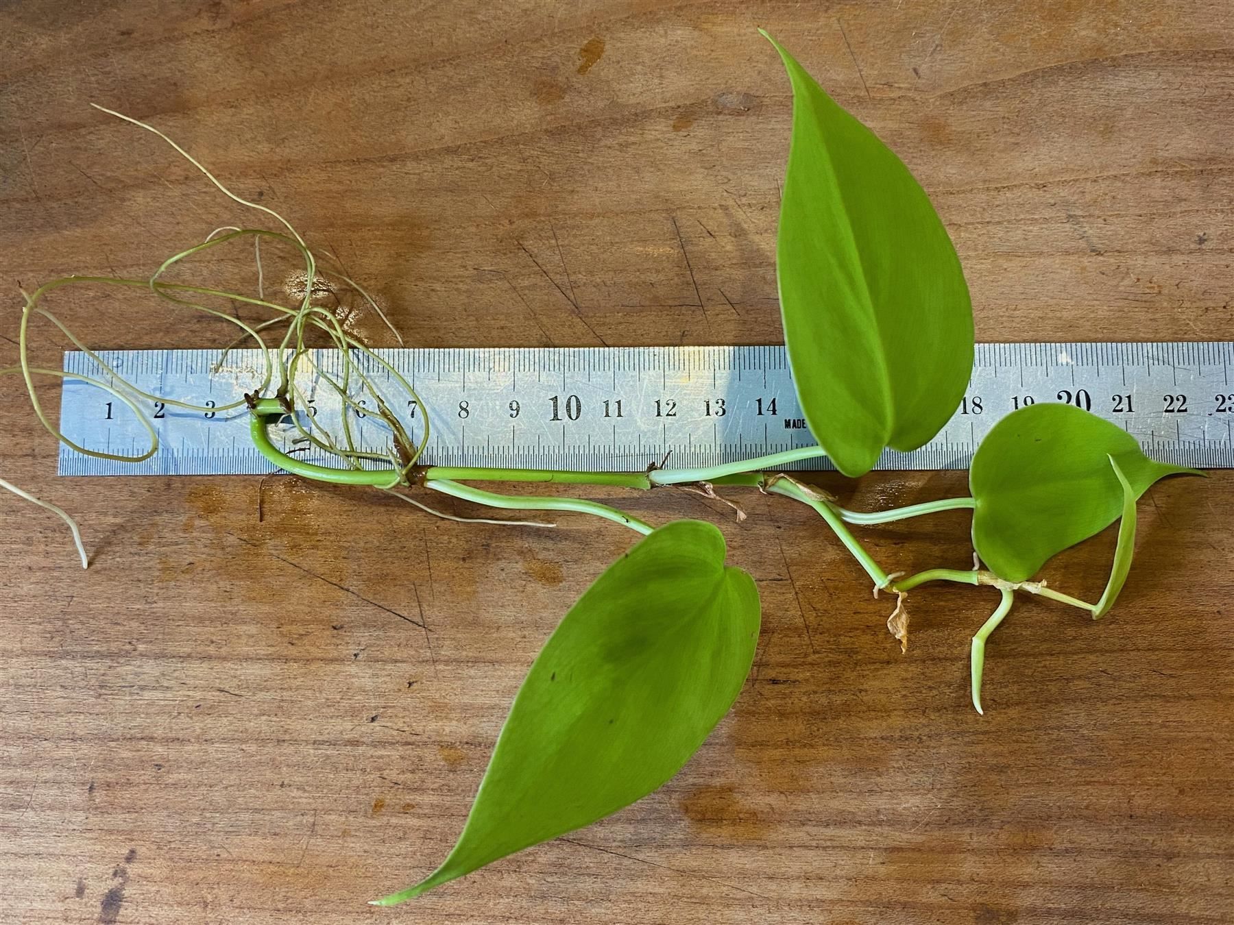 Piante & sementi: Philodendron hederaceum  Lemon Lime, Steckling – Nuovo (secondo la descrizione) da Winterthur venduto da Aniger 2