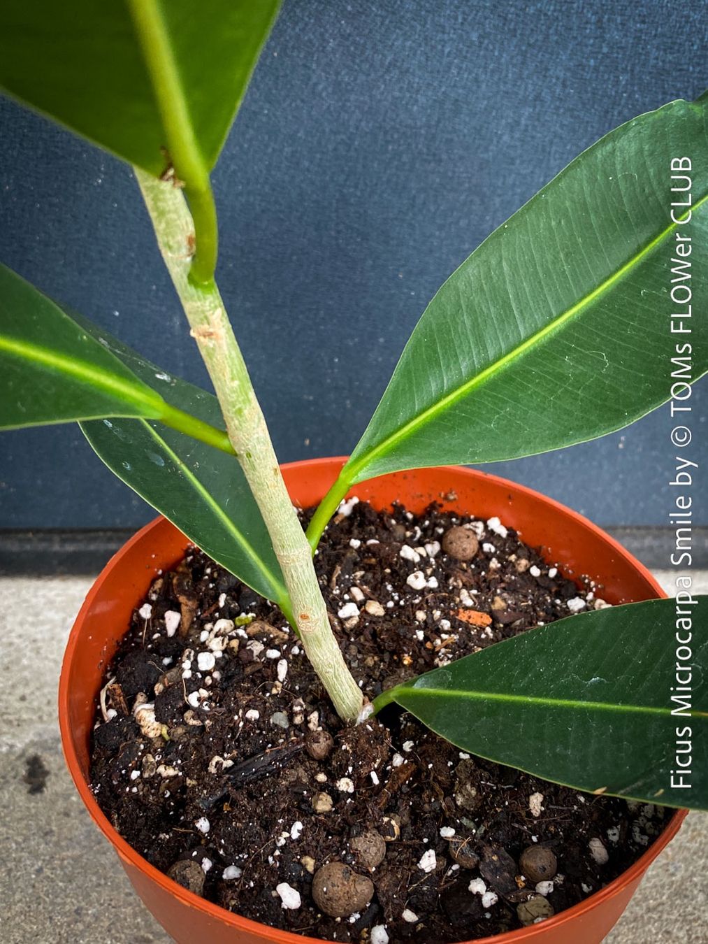 Piante & sementi: Ficus Microcarpa Smile - Kompakter Indoor-Baum – Nuovo e nell'imballaggio originale da Adliswil venduto da astom369 6