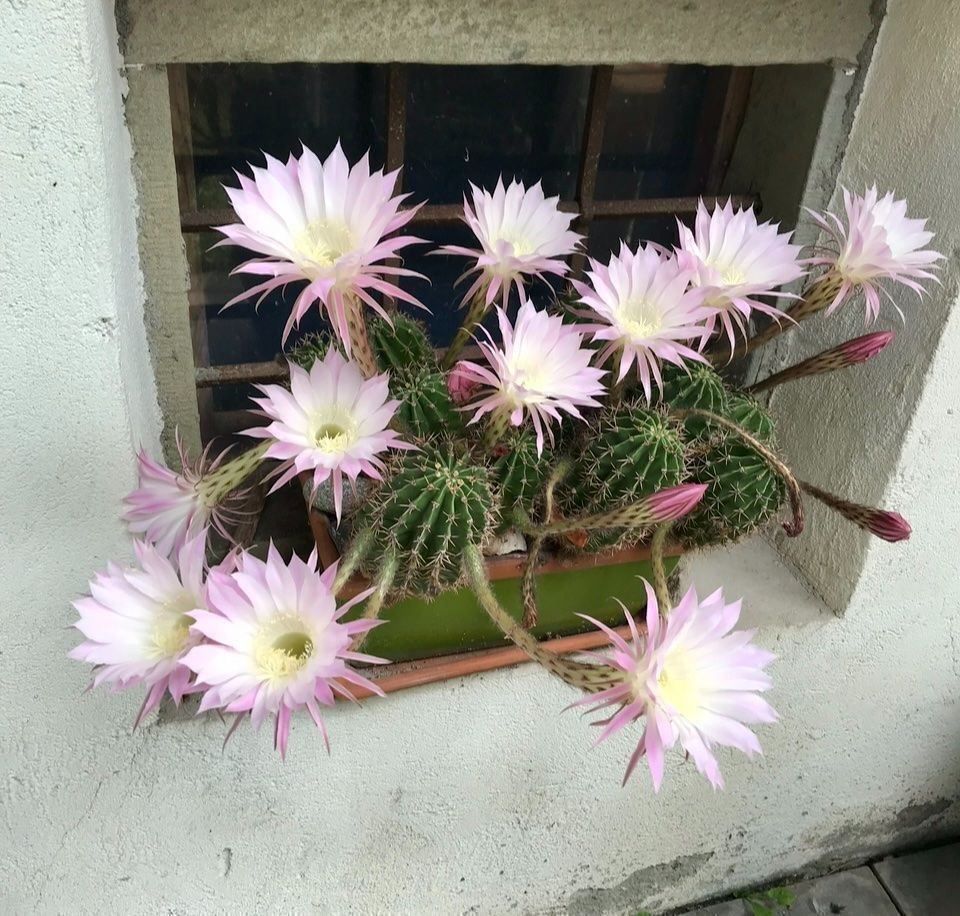 Piante & sementi: Echinopsis Eyriesii Bauernkaktus – Usato da Dierikon venduto da Wale71 2