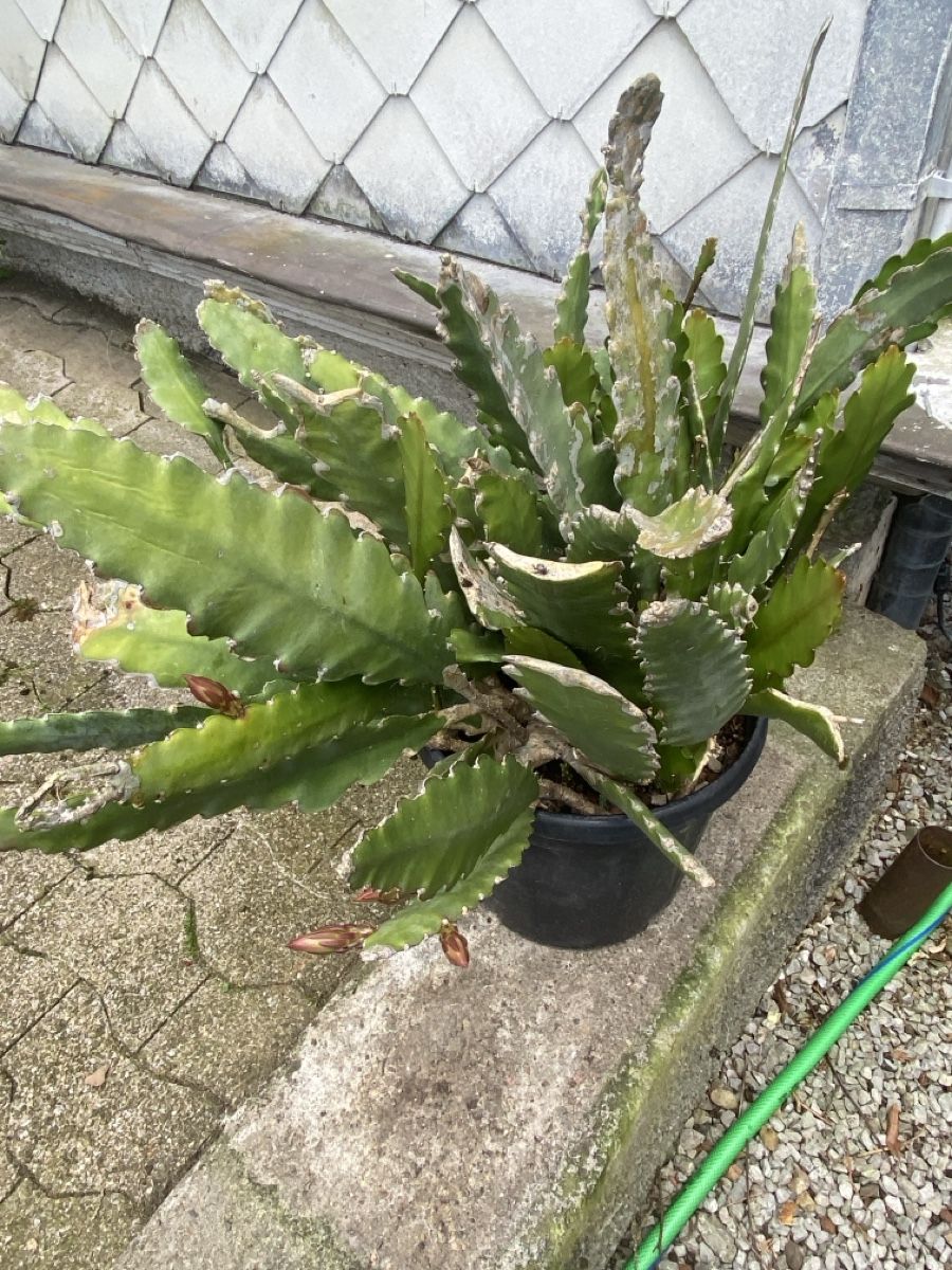 Pflanzen & Samen: Garten – Gebraucht aus Krummenau von Schmudel