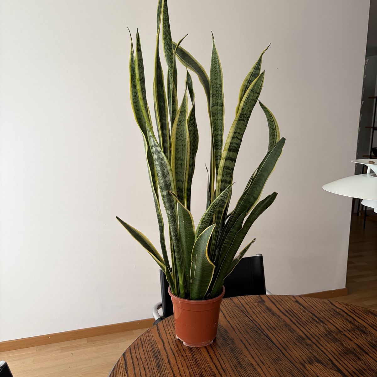 Piante & sementi: Grosse Sansevieria / Bogenhanf  – Usato da Winterthur venduto da Veribeerii 1