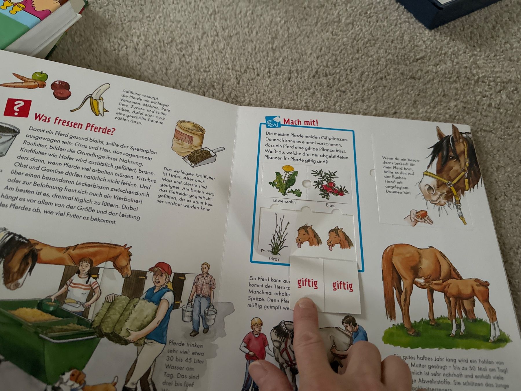 Bücher: Buch was ist was Junior Pferde und Ponys – Neu (gemäss Beschreibung) aus Oberweningen von Ardnas89 4