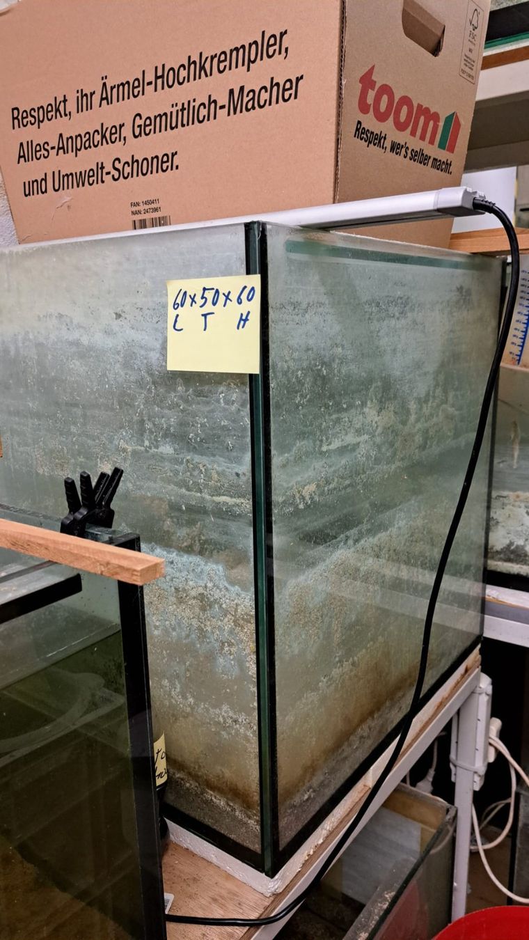 Aquarium: Aquarium-Becken – D'occasion à Oberentfelden par Myri13
