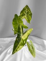 Alocasia Longiloba Lemon Variegata