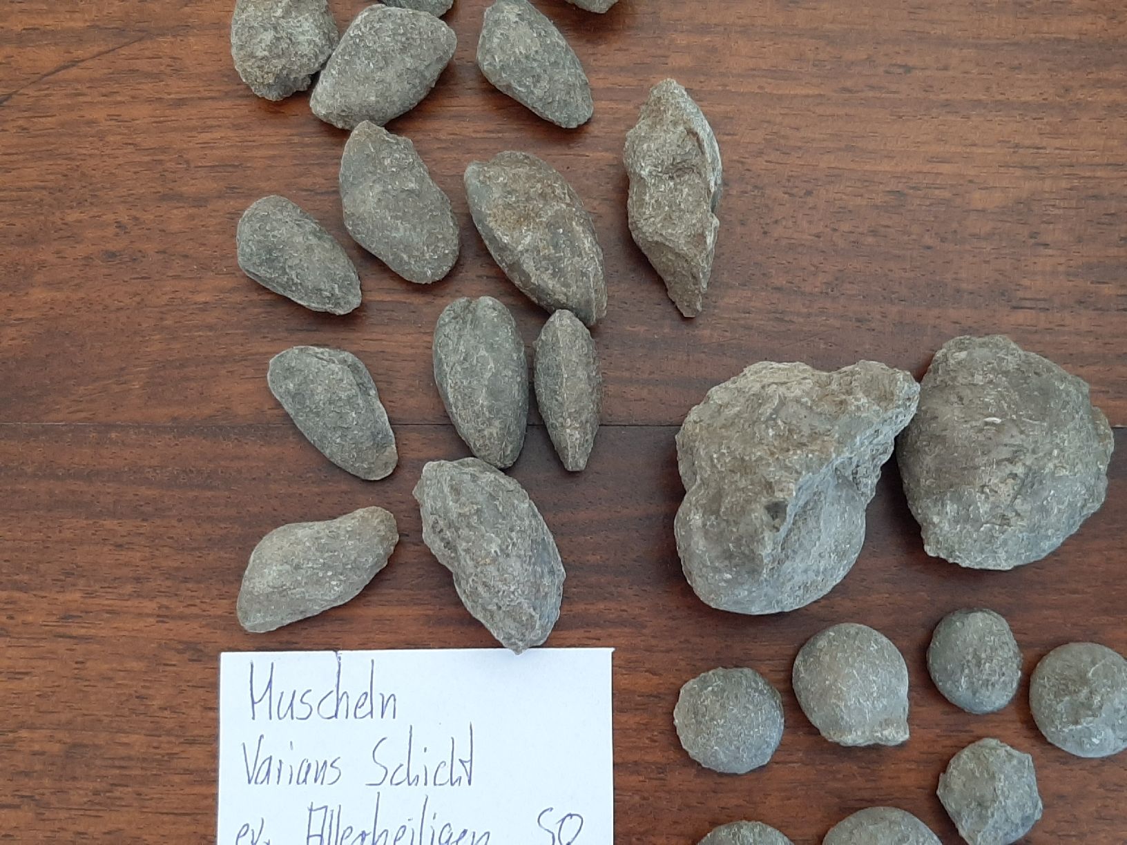 Fossili: Verschiedene Fossilien Schweiz – Usato da Rickenbach BL venduto da Oktober68 4