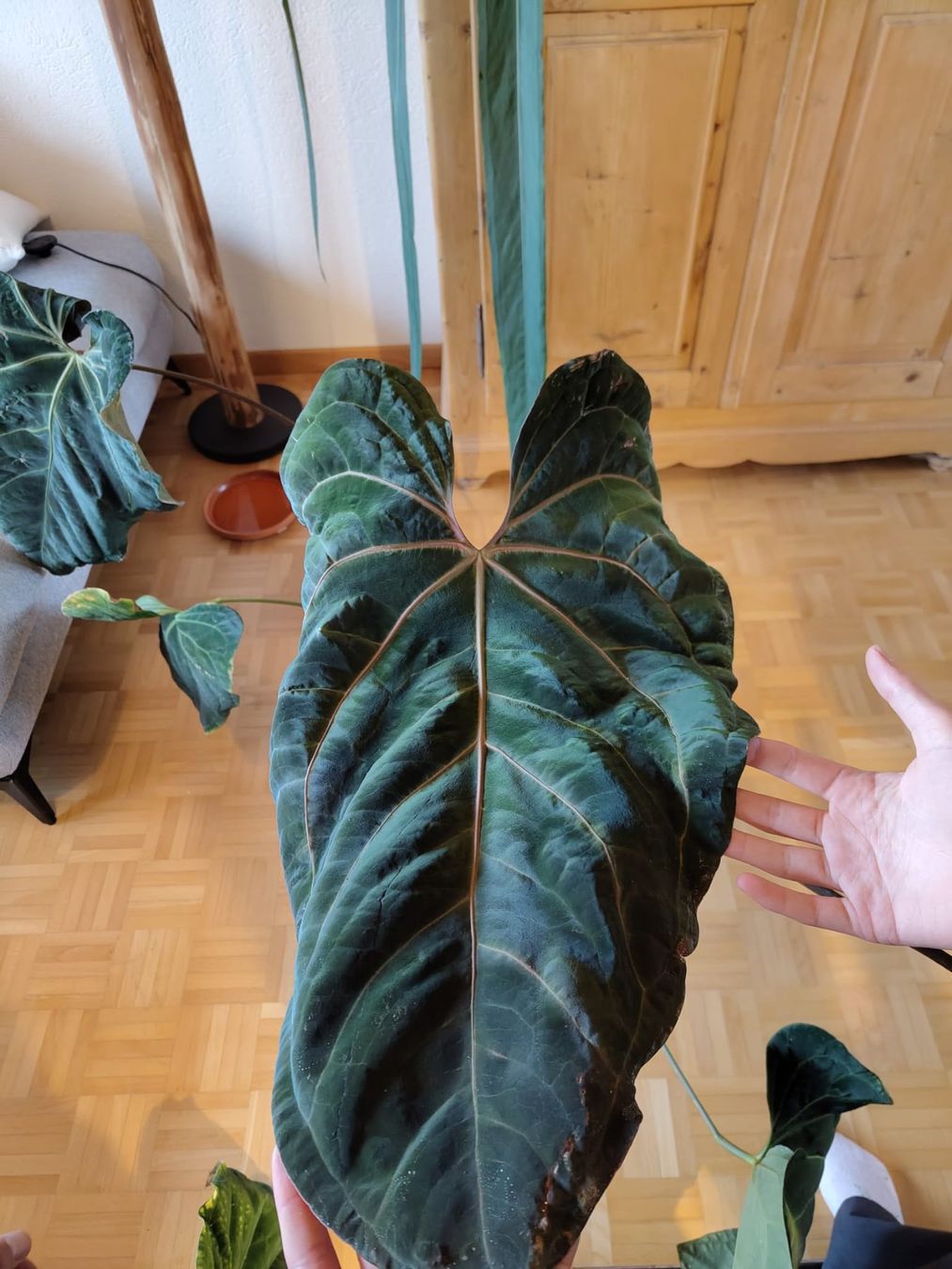 Pflanzen & Samen: Anthurium papillilaminum – Gebraucht aus Hausen AG von Pflaenzlioase 1