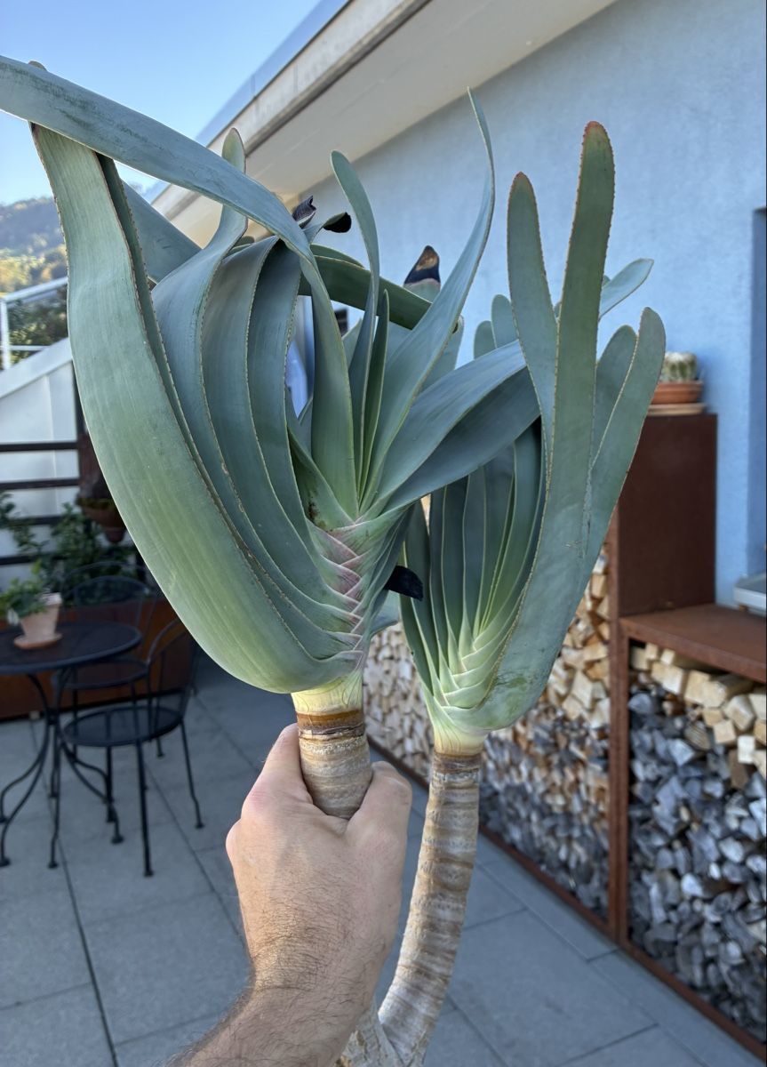 Plantes & graines: Aloe plicatilis – Neuf (Voir description) à Altendorf par Monteiroastrild 5
