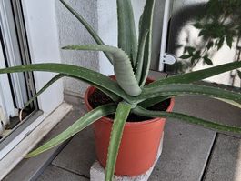 Aloe Vera Pflanze, guter Zustand
