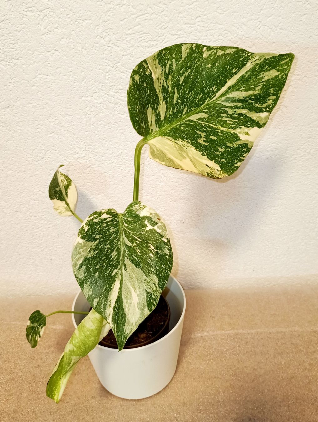 Plantes & graines: Wunderschöne Monstera Thai Constellation – Neuf (Voir description) à schöftland par UniquePlants