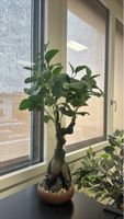 Künstlicher Ficus Bonsai Baum in Topf neuwertig