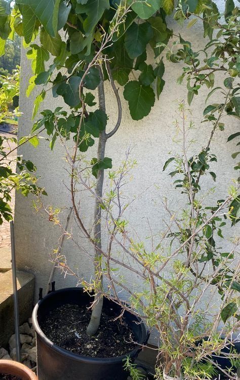 Vasi per fiori: Feigenbaum Topf Feige ficus Baum Blumen Pflanzen – Usato da Dottikon venduto da 6571 1
