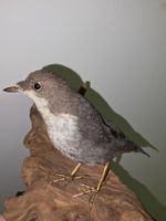 Präparat Wasseramsel
