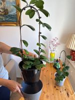 Wunderschöne Hoya Deykeii für Ihr Zuhause! Seltenheit