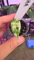 Alocasia Maharani albo variegata