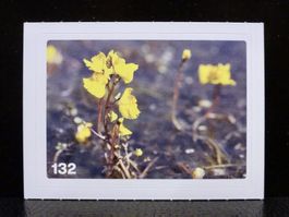 MIGROS MANIA Nature Detectives Nr. 132