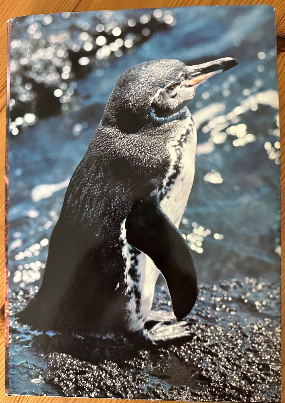 Libri: Bildband 4v6 Zoo Galapagos – Usato da Winterthur venduto da jud_xfw6