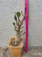 Adenium Thai Socotranum "KHZ DD" / Wüstenrose