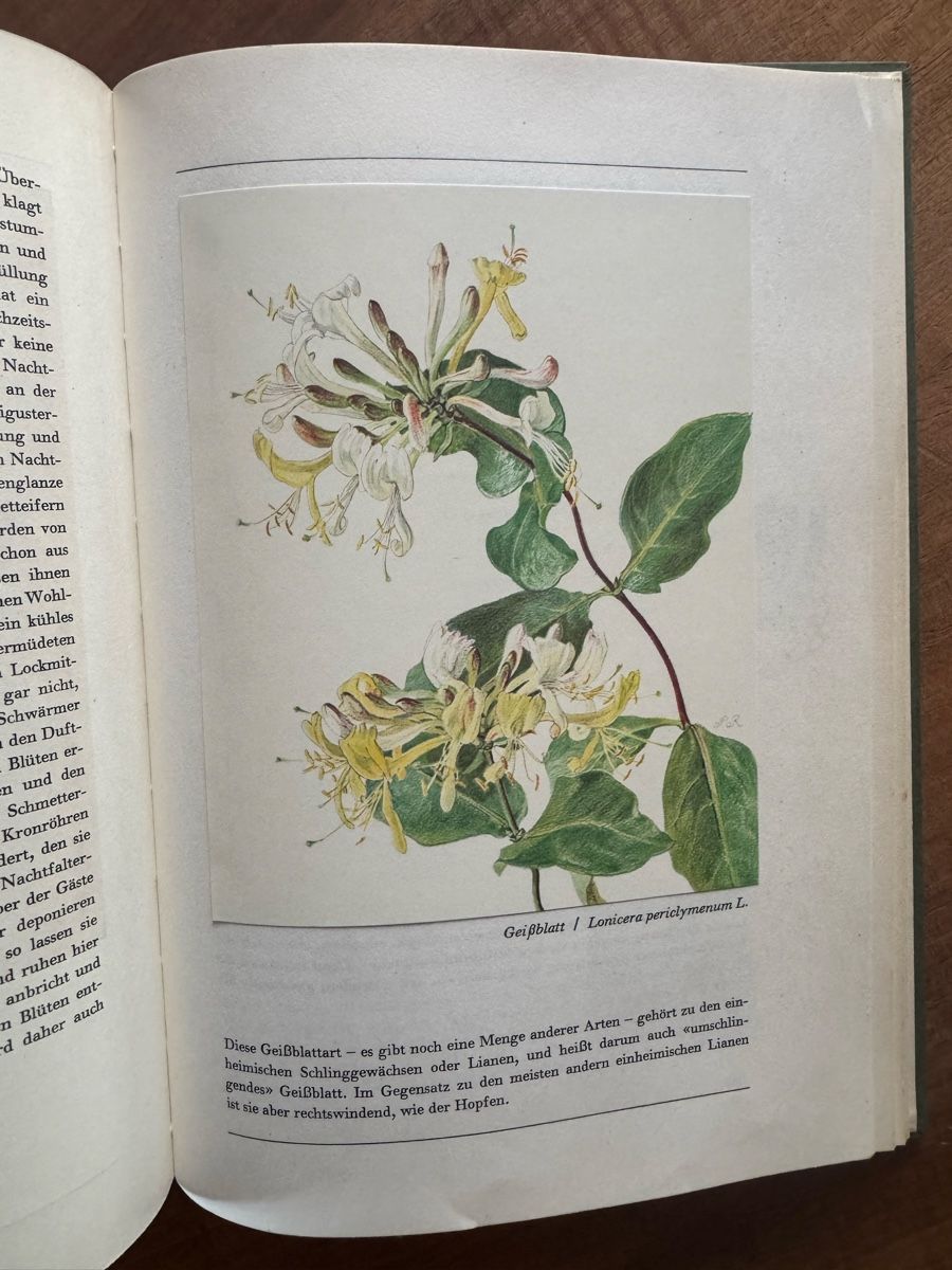 Libri: Hans Meierhofer: Aus unserem Wald - Ein Bilderbuch – Usato da Cham venduto da matap1 6