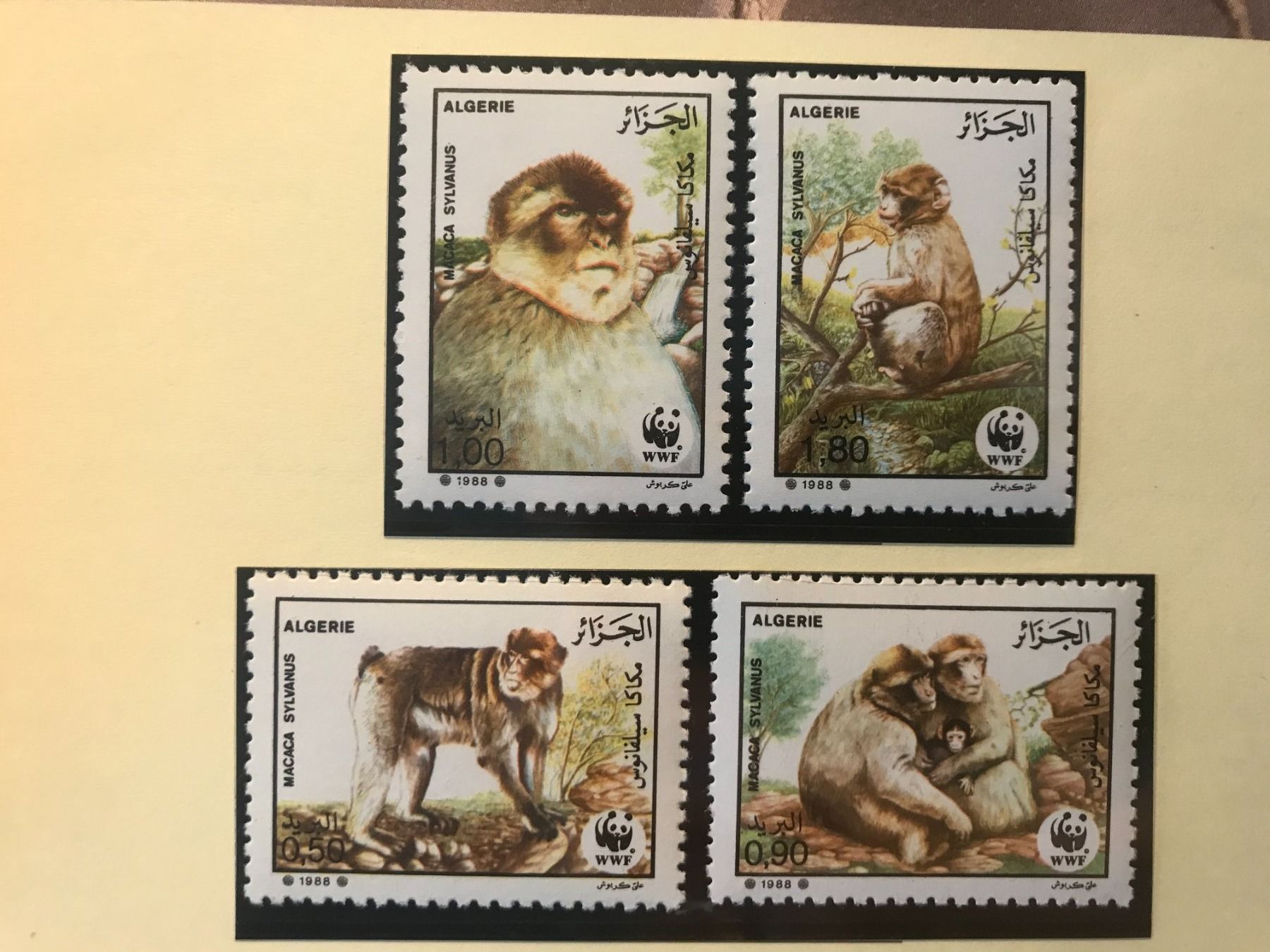 Tutti i francobolli: Algerien 1988 Satz WWF Berberaffe postfrisch – Nuovo (secondo la descrizione) da Liestal venduto da schnueps