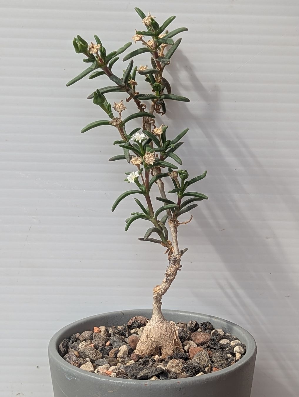 Piante & sementi: Delosperma napiforme, ex Mestoklema  – Usato da Comano venduto da che_8lc2 3