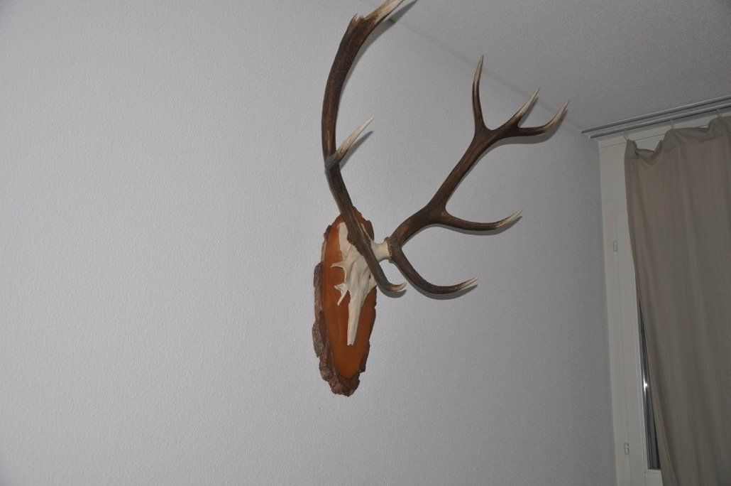 Sonstiges zum Sammeln & Seltenes: Hirschgeweih Trophäe 10-Ender - Wanddekoration Jagd – Gebraucht aus Staufen von MARINTSUM 2